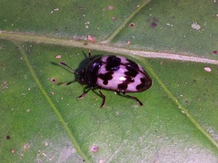 Prepopharus eduardoi