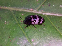 Prepopharus eduardoi