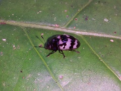 Prepopharus eduardoi