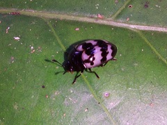 Prepopharus eduardoi