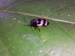 Prepopharus eduardoi