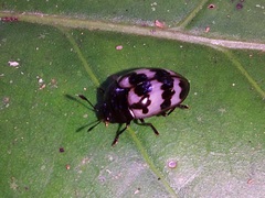 Prepopharus eduardoi