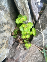 Chrysosplenium
