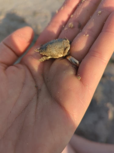 Atlantic Sand Crab, Kings County, photo 9 of 10
