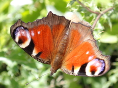 Aglais io