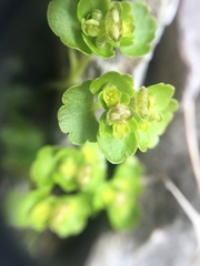 Chrysosplenium