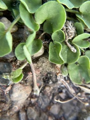 Cardiocondyla mauritanica