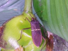 Leptoscelis saepifera