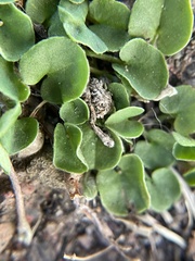 Cardiocondyla mauritanica