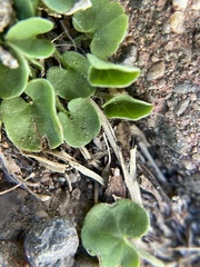 Cardiocondyla mauritanica