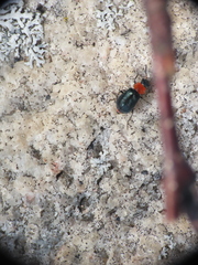 Collops tricolor