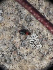 Collops tricolor