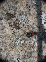 Collops tricolor