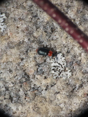 Collops tricolor