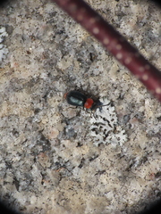 Collops tricolor