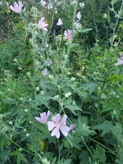 Malva thuringiaca