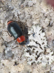 Collops tricolor