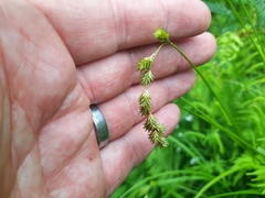 Carex orbicularis
