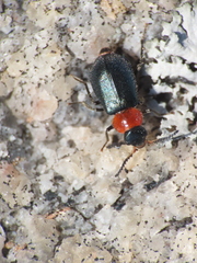 Collops tricolor