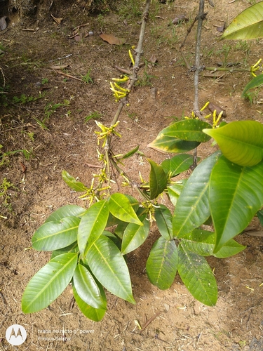 Image of Ambelania acida by (c) Enrique Salazar, some rights reserved (CC BY)