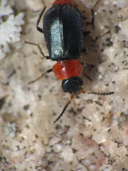 Collops tricolor