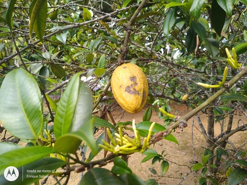 Image of Ambelania acida by (c) Enrique Salazar, some rights reserved (CC BY)