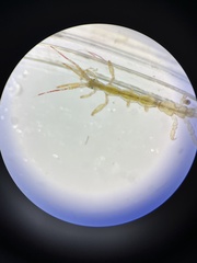 Caprella septentrionalis