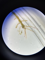 Caprella septentrionalis