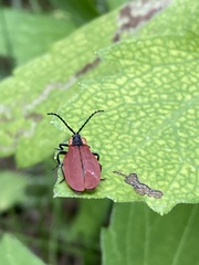 Lycus sanguinipennis