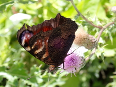 Aglais io