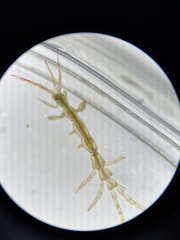 Caprella septentrionalis