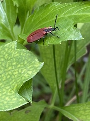 Lycus sanguinipennis