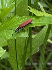 Lycus sanguinipennis