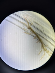 Caprella septentrionalis