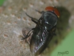 Chloroprocta idioidea