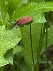 Lycus sanguinipennis