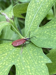 Lycus sanguinipennis
