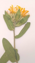 Heterotheca villosa foliosa