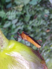 Leptoscelis saepifera