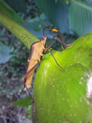 Leptoscelis saepifera