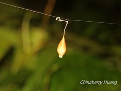 Ariamnes cylindrogaster