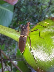 Leptoscelis saepifera