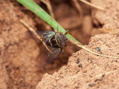 Diceroprocta semicincta