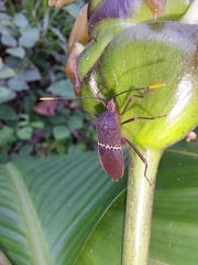 Leptoscelis saepifera