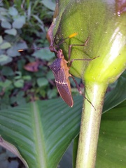 Leptoscelis saepifera