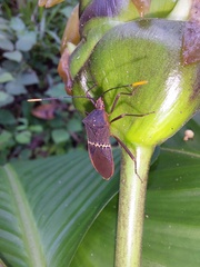 Leptoscelis saepifera