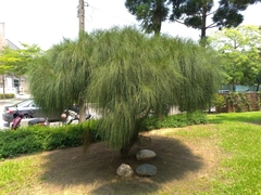 Allocasuarina nana