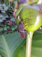 Leptoscelis saepifera