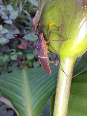 Leptoscelis saepifera