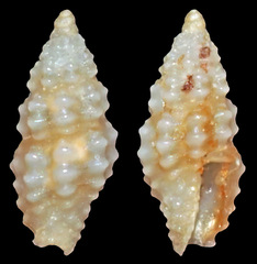 Pseudodaphnella drupelloides